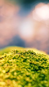 Close-up Photo Of Green Algae