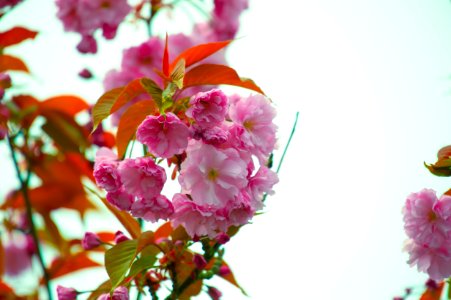 Close-Up Photography Of Pink Flowers photo