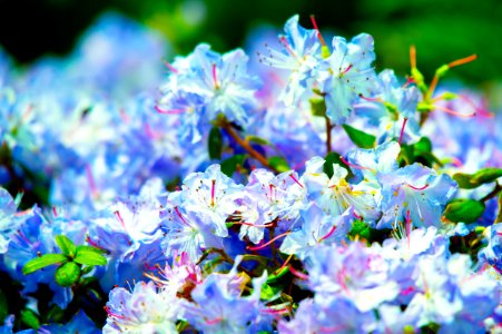 Selective Focus Photography Of WhiteFlowers