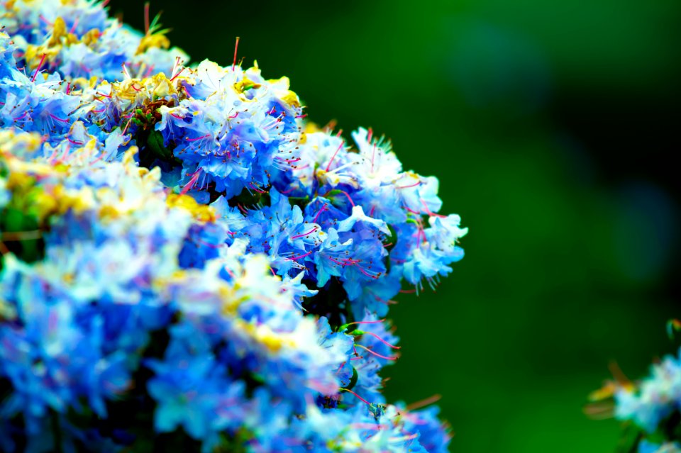 Selective Focus Photography Of White Flowers