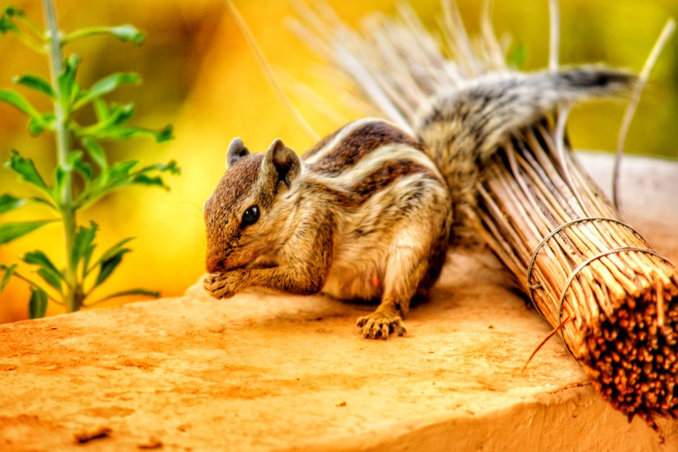 Close-Up Photography Of Chipmunk