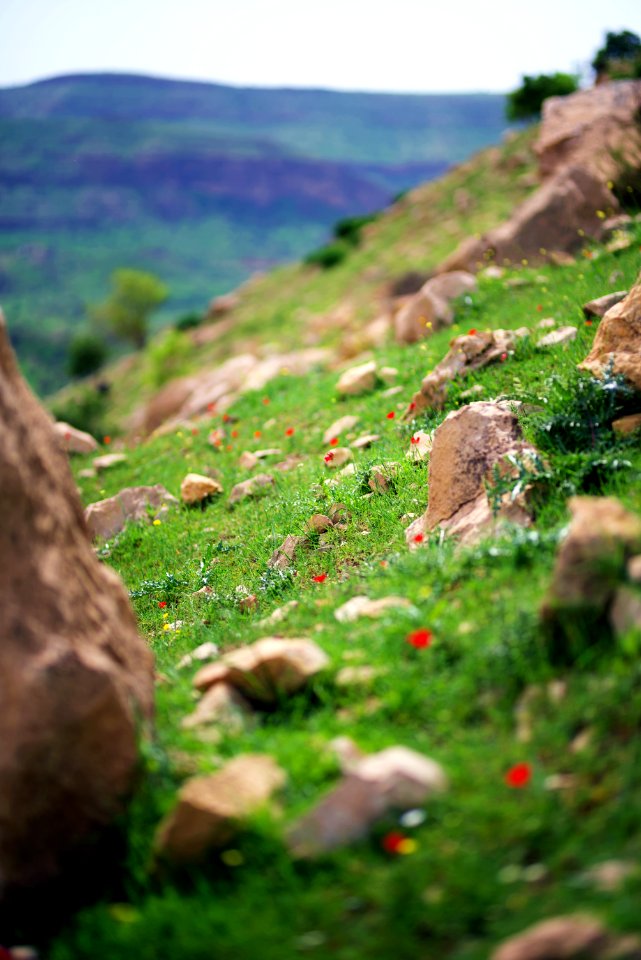 Close-Up Photography Of Rocks On Grass