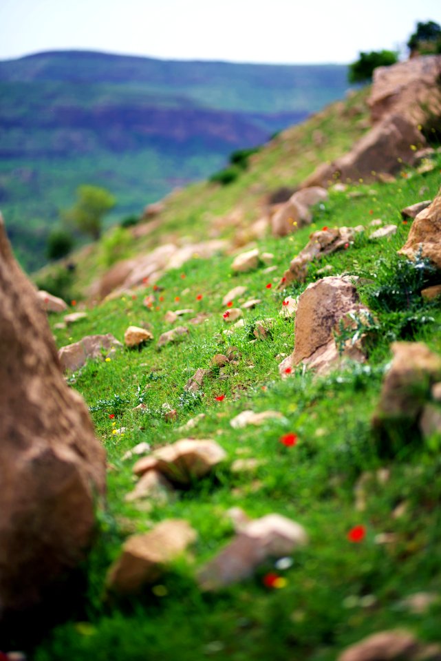 Close-Up Photography Of Rocks On Grass photo