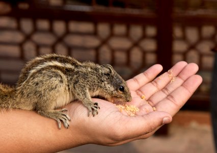 Close-Up Photography Of Chipmunk On Hand photo