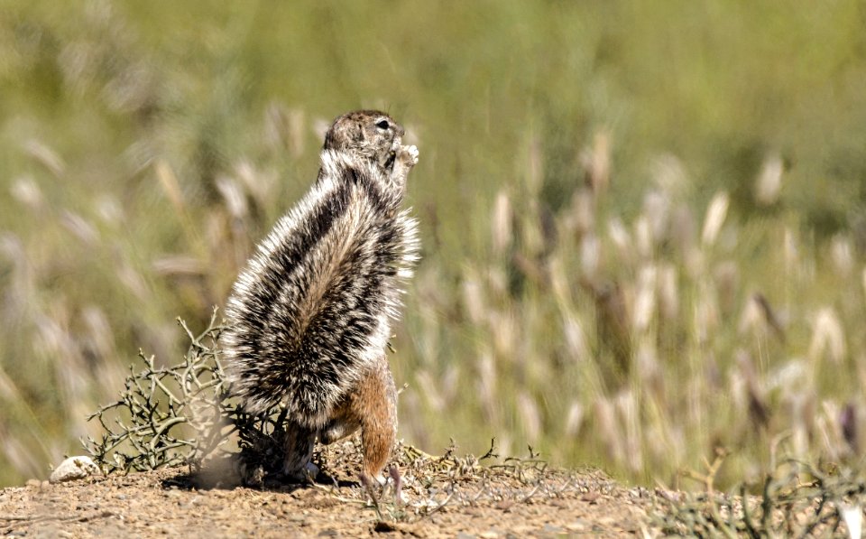 Photo Of Squirrel On The Field