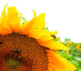 Selective Focus Photography Of Sunflower photo