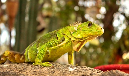 Green Lizard photo