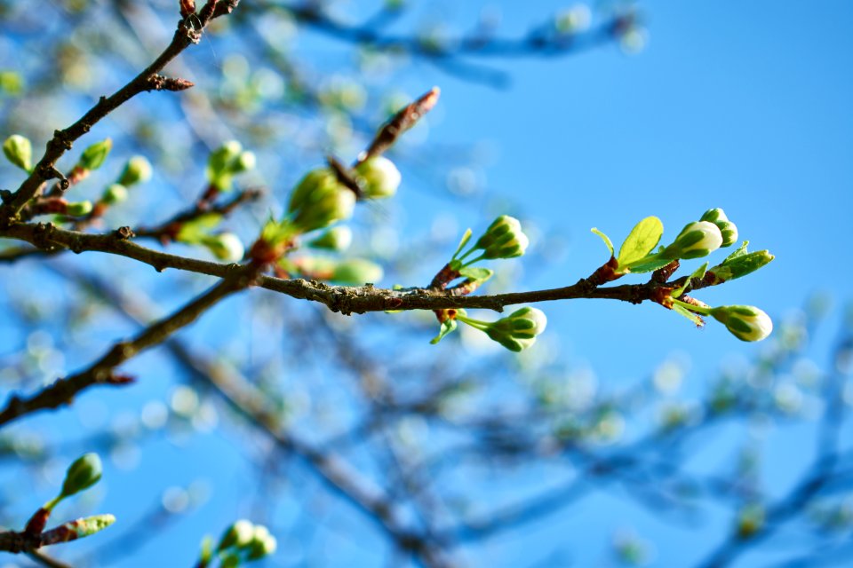 Shallow Focus Photography Of Green Tree photo