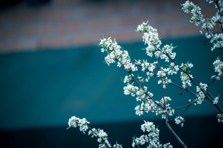 Selective Focus Photography Of White Petaled Flowers photo