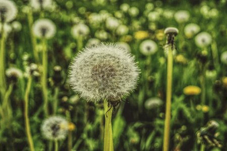 Shallow Focus Photography Of Dandelions photo