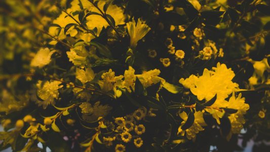Photography Of Yellow Flowers