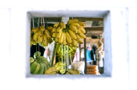 Bunch Of Hanged Bananas photo