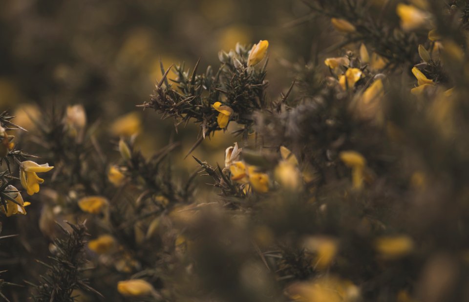 Close Up Photo Of Yellow Flower