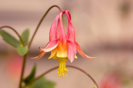 Selective Focus Photography Of Pink And Yellow Columbine Flower photo