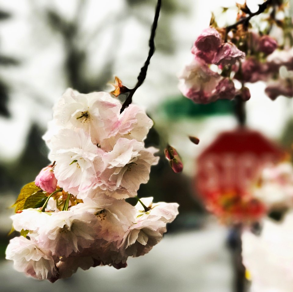 Selective Focus Photography Of White Flowers photo