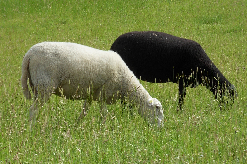 Black black and white animal