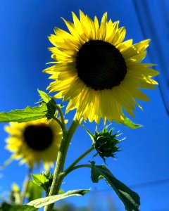Selective Focus Photography Of Sunflower photo