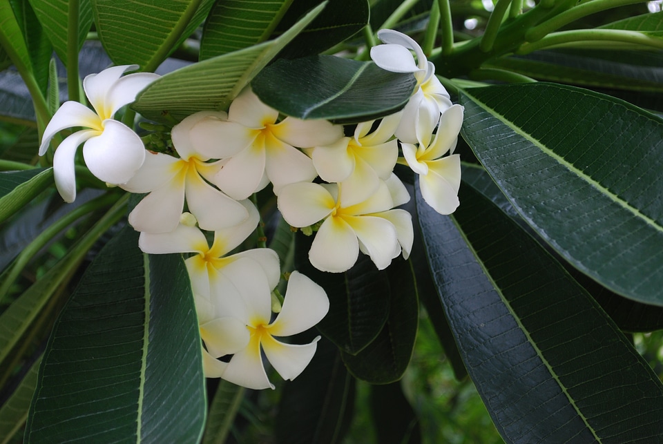 Closeup white white flowers