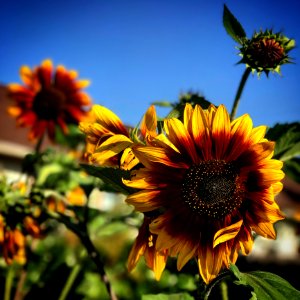 Close-Up Photography Of Sunflower photo