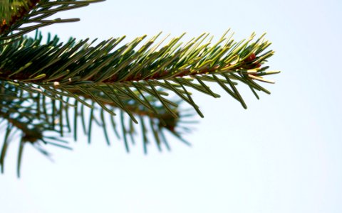 Selective Focus Photography Of Pine Leaves photo