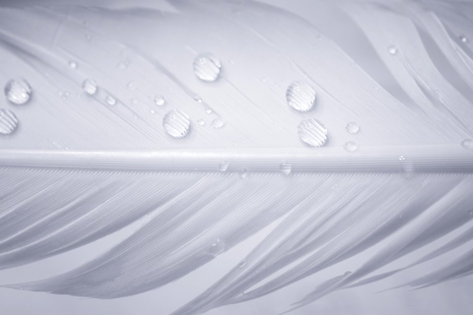 White Feather With Rain Drops