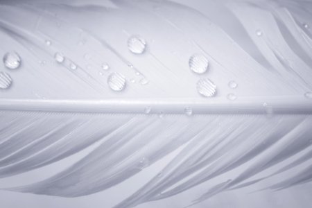 White Feather With Rain Drops