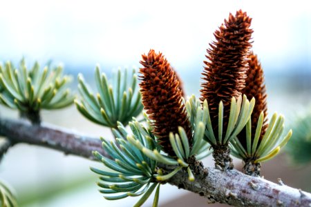 Close-up Photography Of Conifer Cones