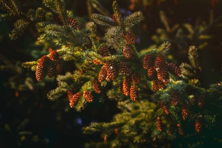 Close Up Photography Of Pine Cones photo