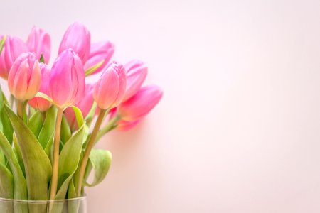 Pink Tulips In Glass Vase