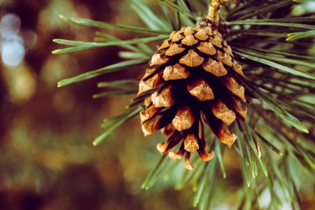 Closeup Photography Of Brown Pine Cone photo