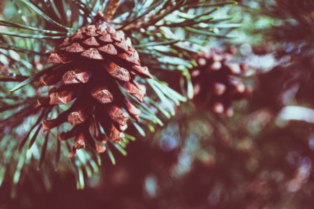 Shallow Focus Photography Of Pine Cone photo