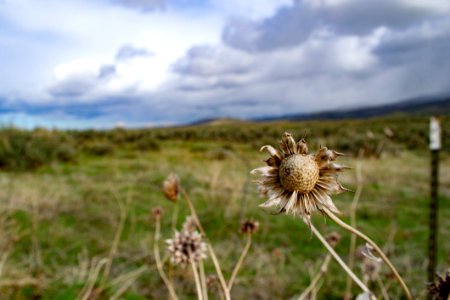 Brown Dried Flowers