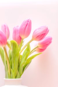 Selective Focus Photography Of Pink Tulip Flower Arrangement