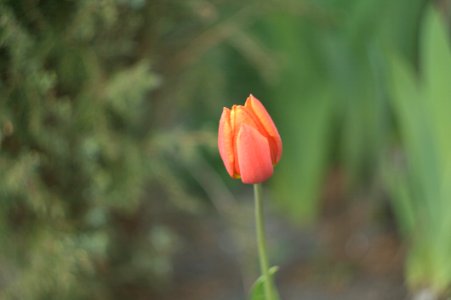 Pink Flower photo