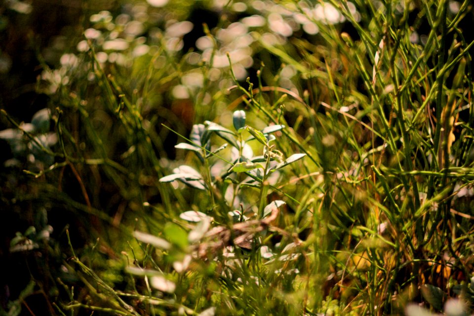 Green Grass
