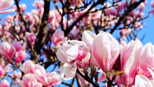 Partially Bloomed Pink Cherry Blossoms photo