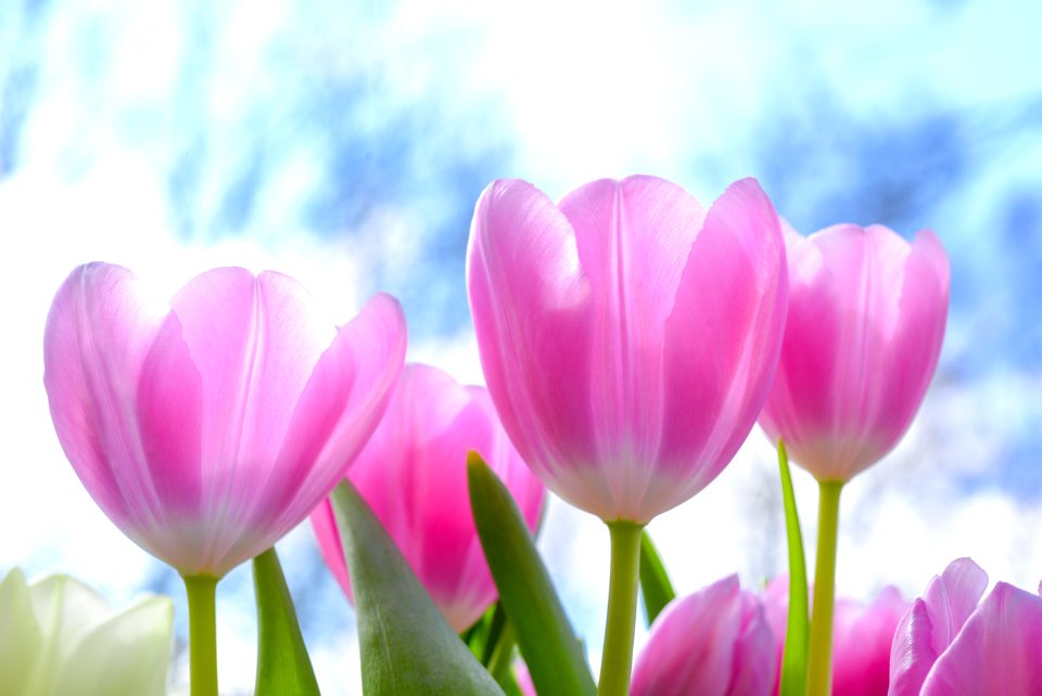 Pink Tulip Flowers Under White Clouds Blue Skies At Daytime