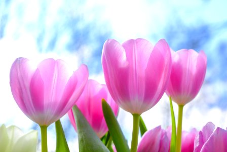 Pink Tulip Flowers Under White Clouds Blue Skies At Daytime