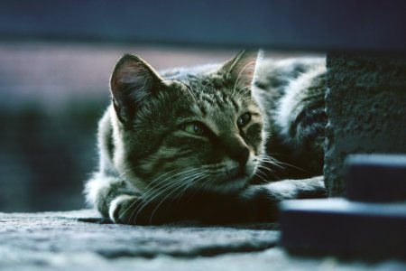 Photo Of Silver Tabby Cat Lying On Gray Pavement photo
