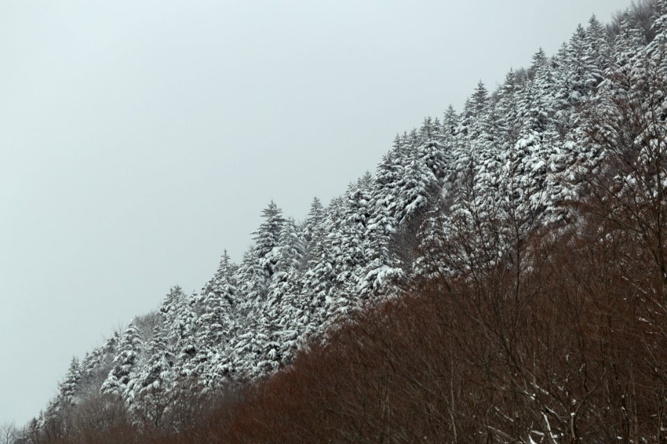 Trees Covered With Snow