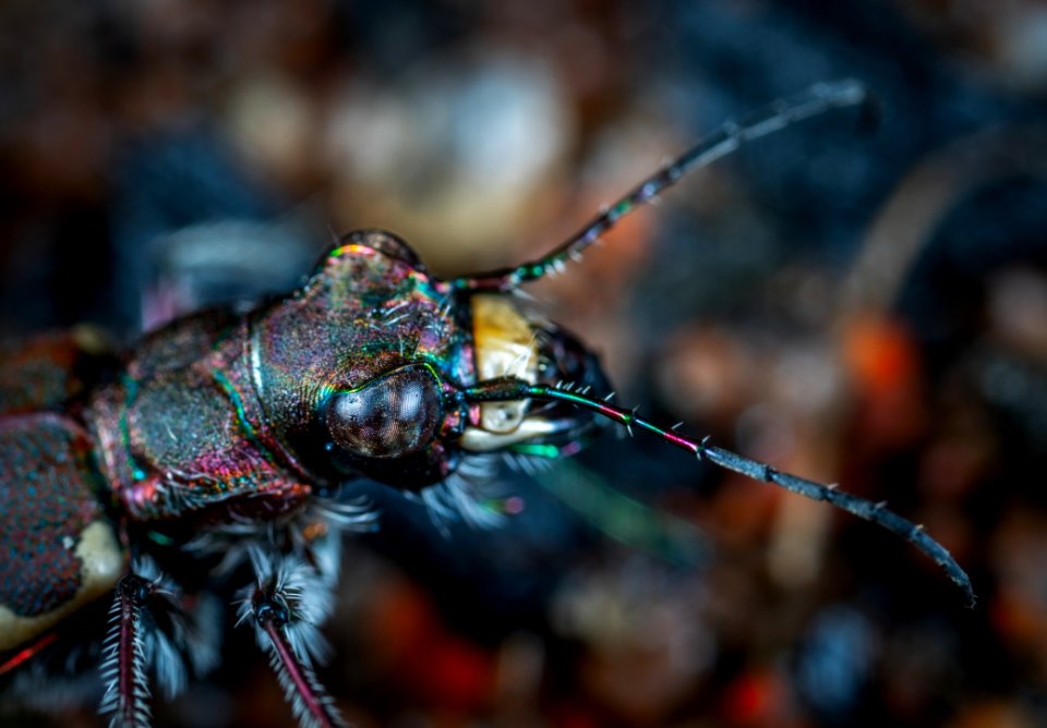 Shallow Focus Photography Of Black Insect