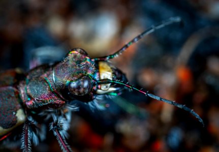 Shallow Focus Photography Of Black Insect