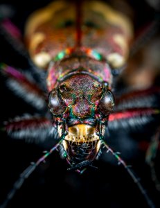 Close-up Photography Of Jewel Beetle photo