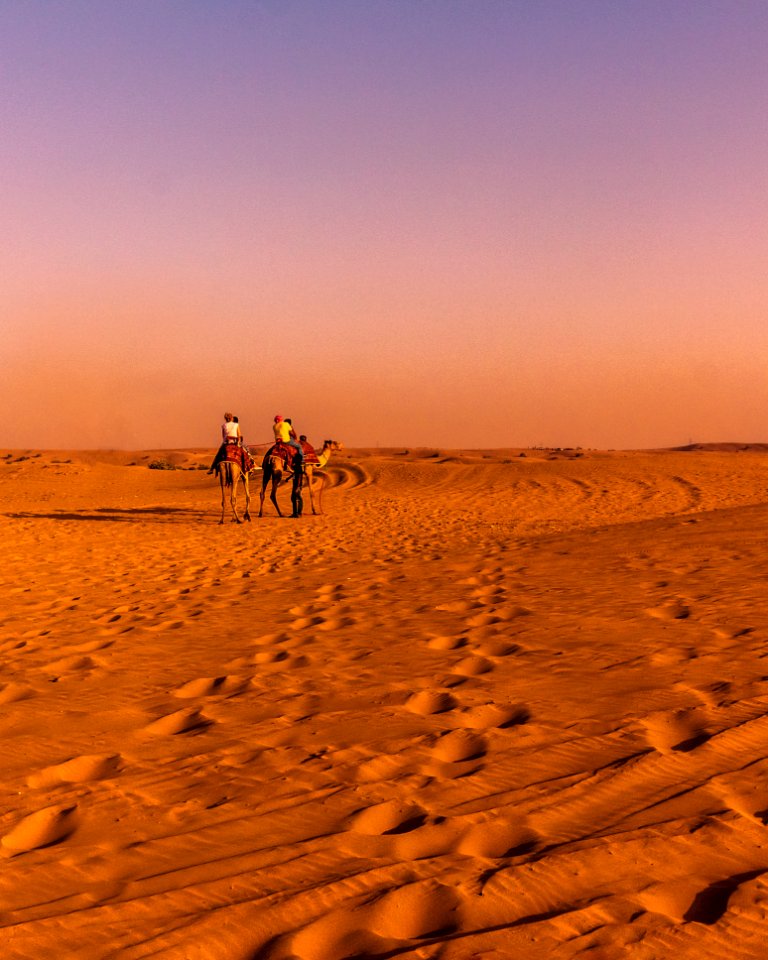 Two Brown Camel On Desert