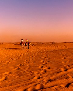 Two Brown Camel On Desert photo