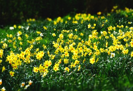 Bed Of Yellow Petaled Flowers