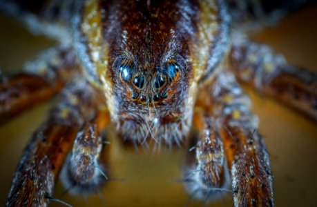 Micro Photo Of Brown Jumping Spider photo