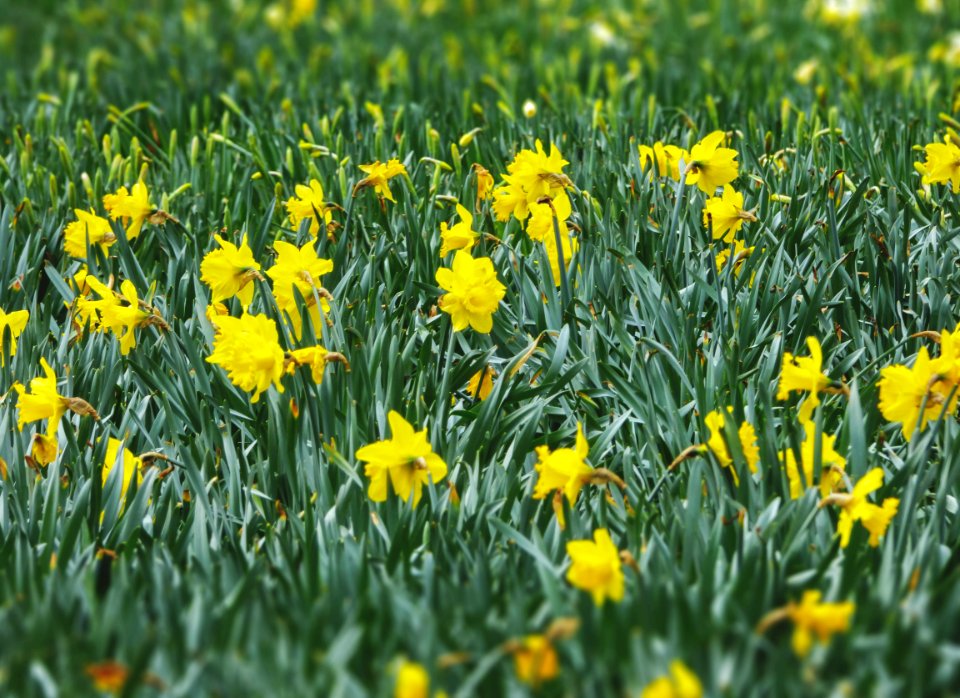 Yellow Flowers With Green Leaves