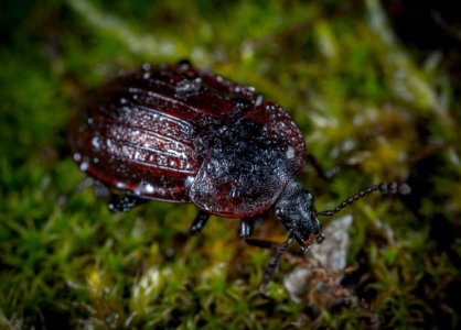 Closeup Photo Of Brown And Black Beetle On Green Grass photo