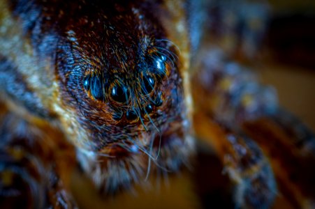 Macro Photography Of Brown Spider